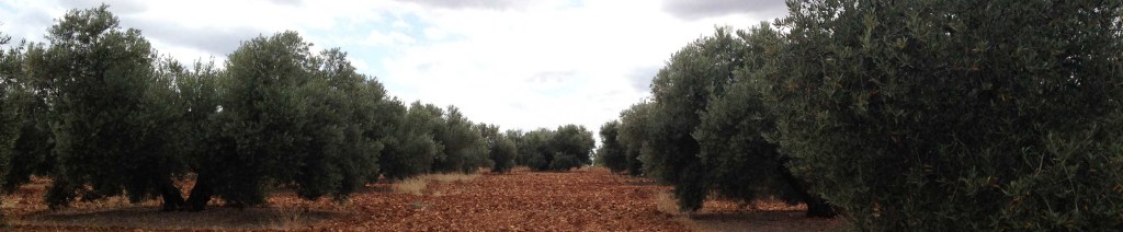 justiprecio por expropiación forzosa de plantaciones